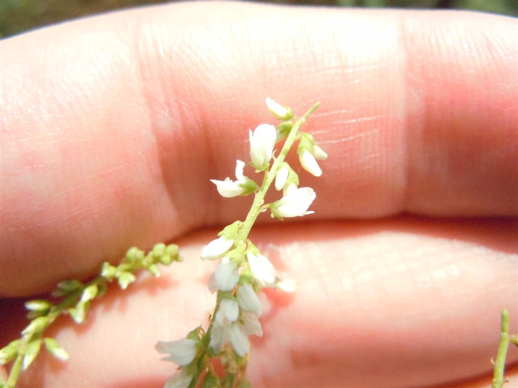 Trigonella alba (=Melilotus albus)